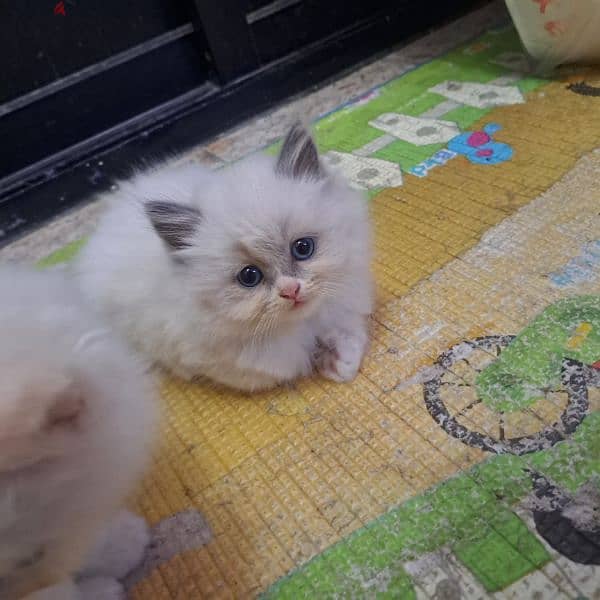 Pure persian kittens for sale 10