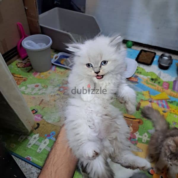 Pure persian kittens for sale 11