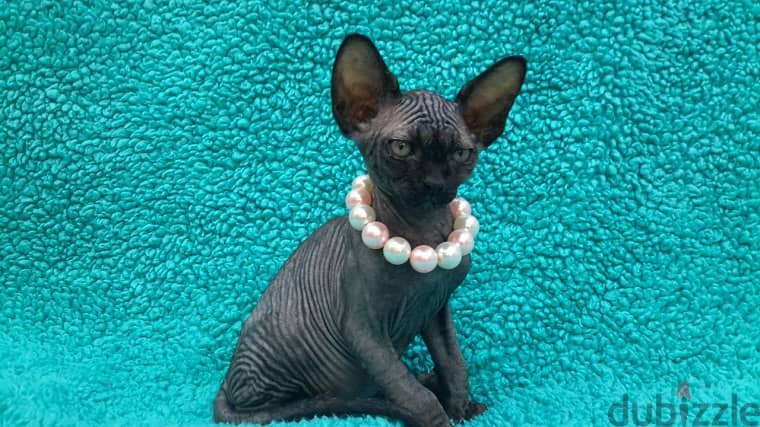 Whatsapp me +96555207281 Sphynx kittens for sale 1