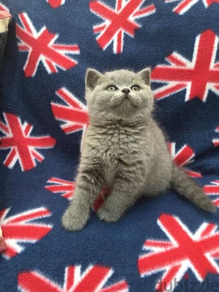 Whatsapp me +96555207281 British Shorthair  kittens for sale 3