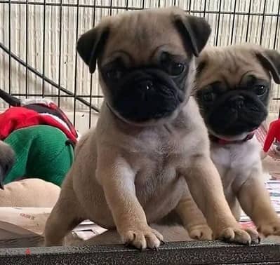 Pug puppies available for sale