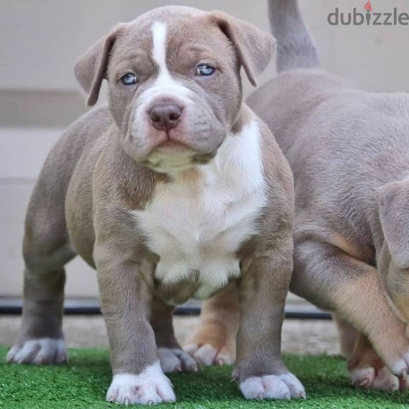 Whatsapp me +96555207281 American pitbull puppies for sale 0