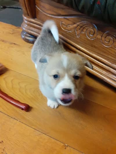 Whatsapp me +96555207281 American Corgi puppies for sale