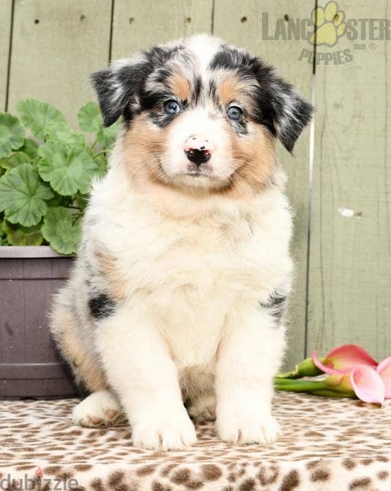 Whatsapp me +96555207281 Australian Shepherd  puppies for sale 1