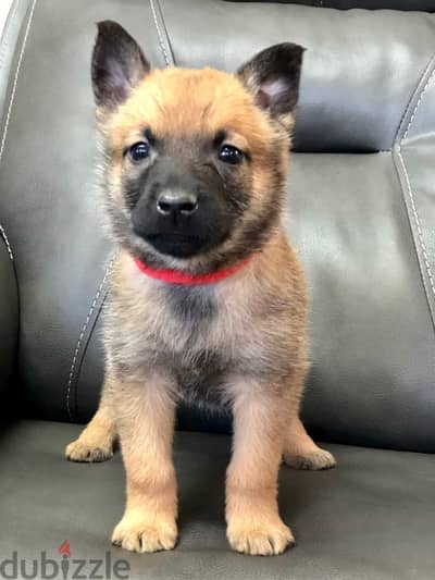 Whatsapp me +96555207281 Belgian Malinois  puppies for sale