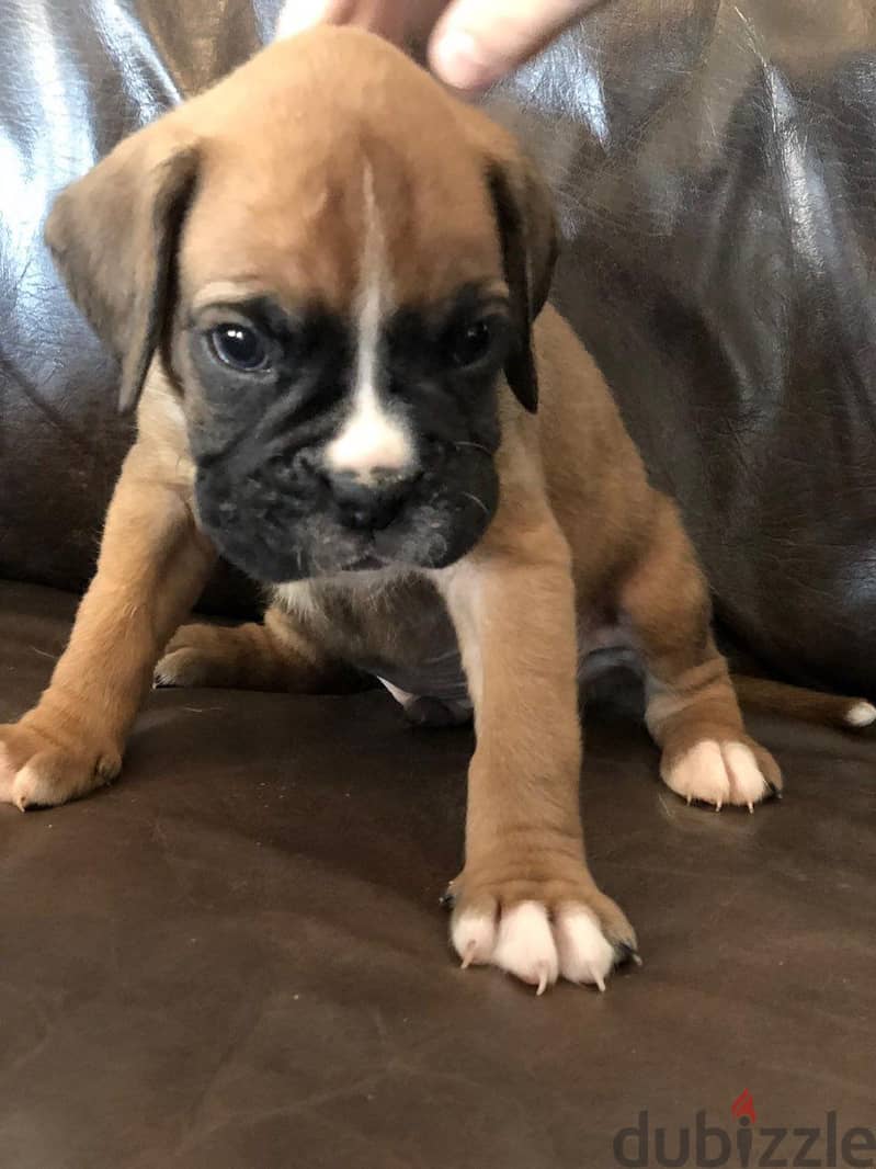 Whatsapp me +96555207281 Boxer puppies for sale 1