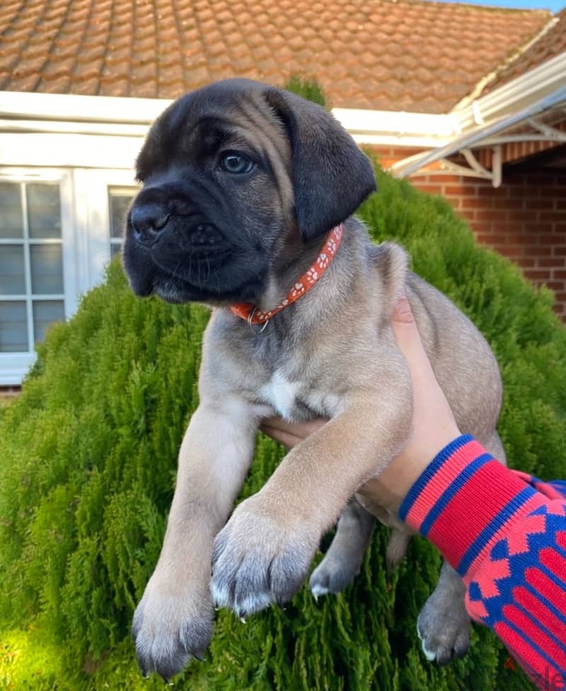 Whatsapp me +96555207281 Cane Corso puppies for sale 0