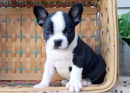 Whatsapp me +96555207281 Frenchton puppies for sale