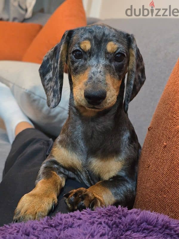 mini dachhund 4 months for sale 1