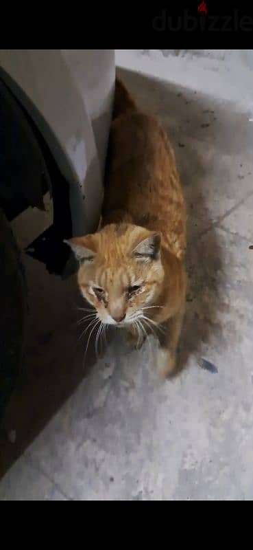 Need sponor for Injured cat