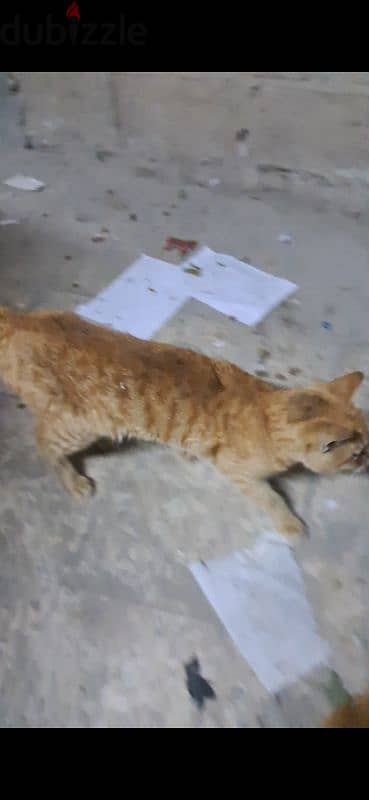 Need sponor for Injured cat 1