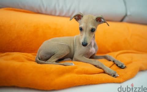 Whatsapp me +96555207281 Italian Greyhound  puppies for sale