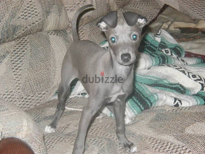 Whatsapp me +96555207281 Italian Greyhound  puppies for sale 1