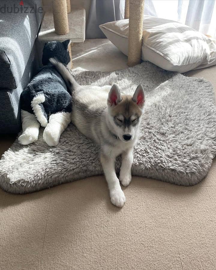 ADORABLE, HOME RAISED, AND FULLY VETTED HUSKY PUPPY FOR ADOPTION ONLY 0