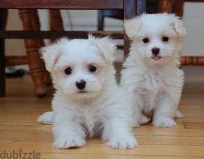 Whatsapp me +96555207281 Maltese puppies for sale