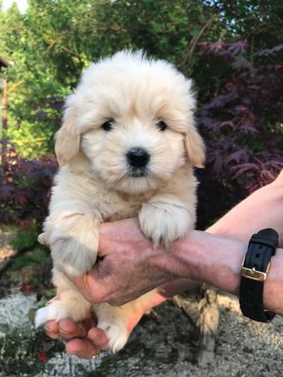 Whatsapp me +96555207281 Poodle puppies for sale