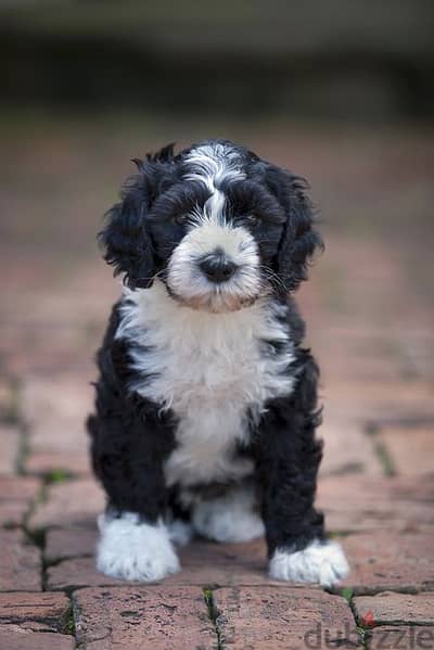 Whatsapp me +96555207281 Portuguese Water Dog  puppies for sale