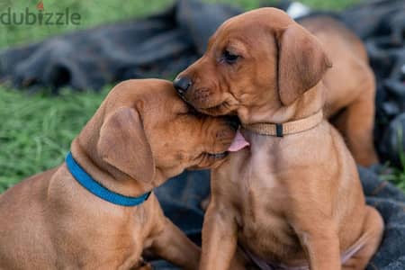 Whatsapp me +96555207281 Rhodesian Ridgeback  puppies for sale