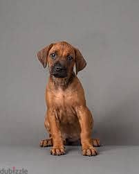 Whatsapp me +96555207281 Rhodesian Ridgeback  puppies for sale 1