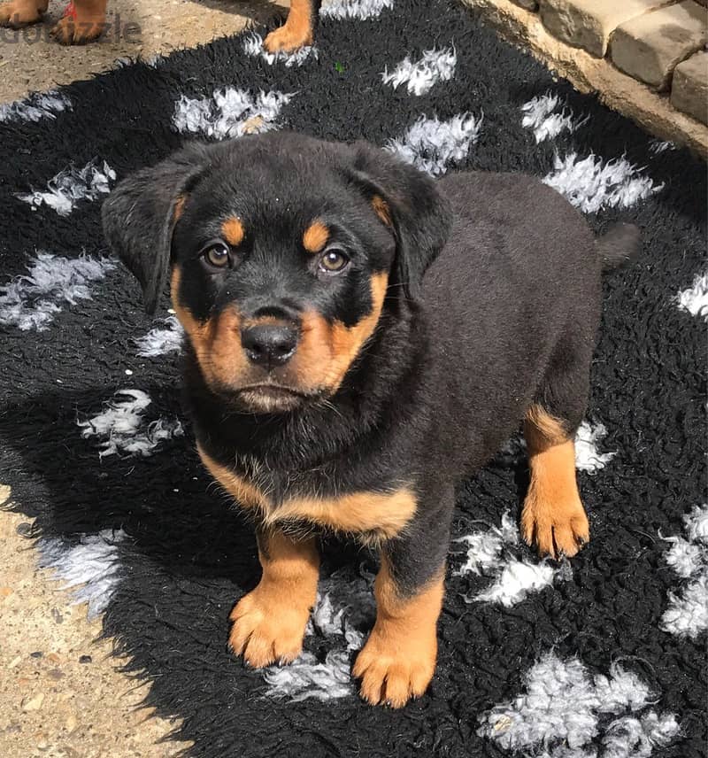 Whatsapp me +96555207281 Rottweiler puppies for sale 1