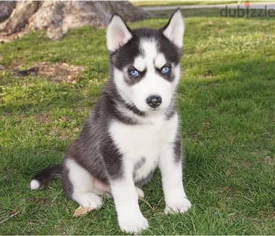 Whatsapp me +96555207281 Siberian Husky  puppies for sale