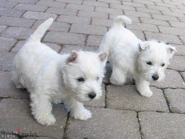 Whatsapp me +96555207281 West Highland White Terrier puppies for sale 0