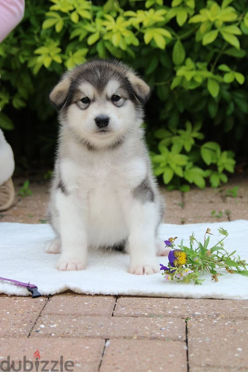 Whatsapp me +96555207281 Alaskan Malamute puppies for sale 1