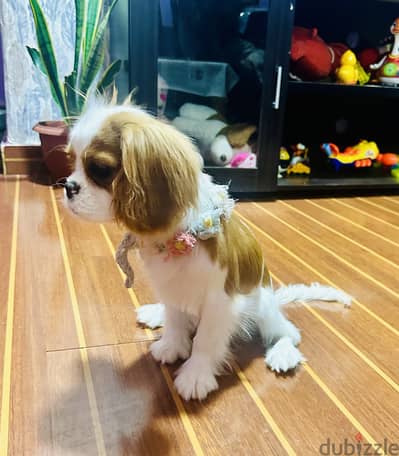 Cavalier King Charles Spaniel- Wattsapp -65065338