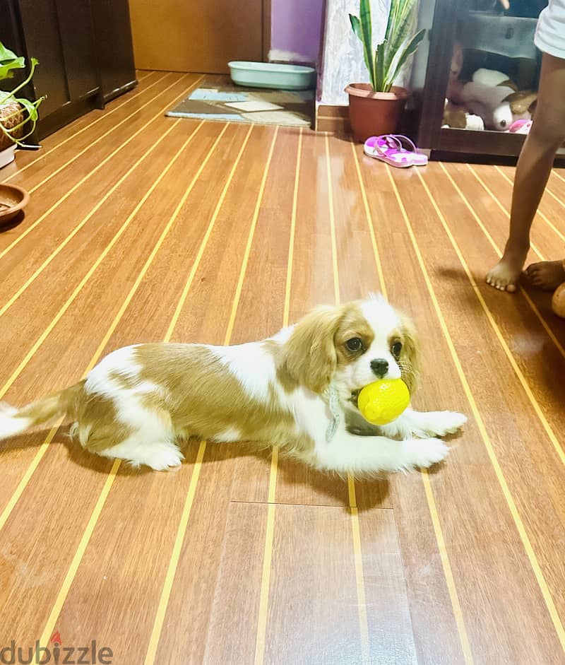 Cavalier King Charles Spaniel- Wattsapp -65065338 2