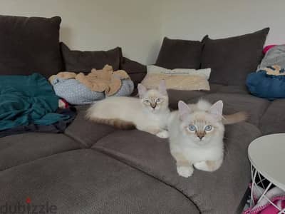 Ragdoll kittens