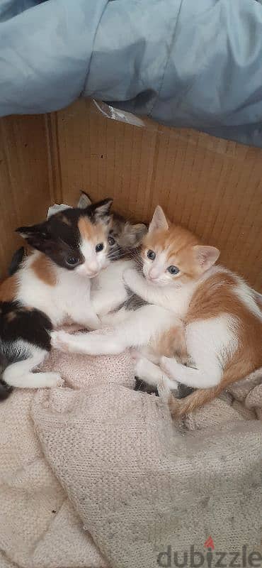 kittens for adoption