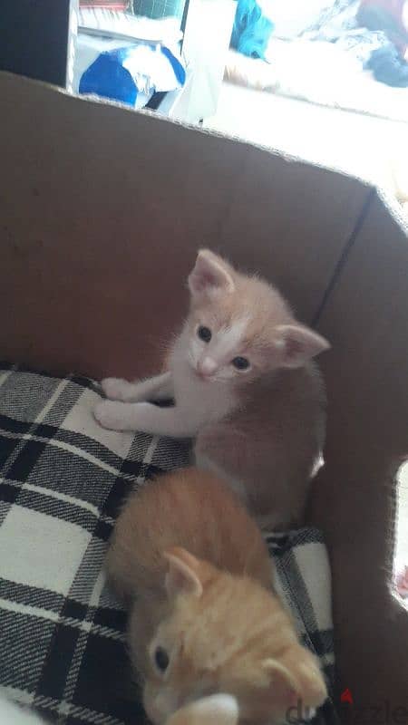 kittens for adoption 1