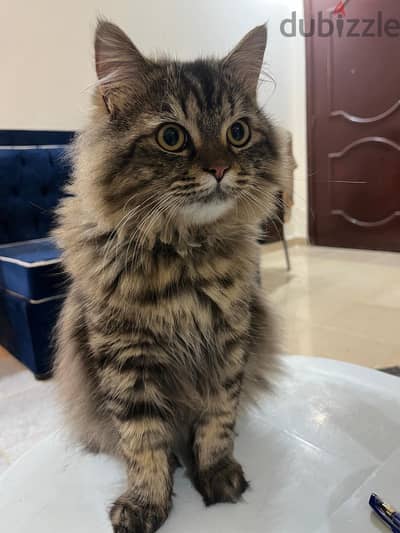 Persian+Mainecoon breed & 8 months