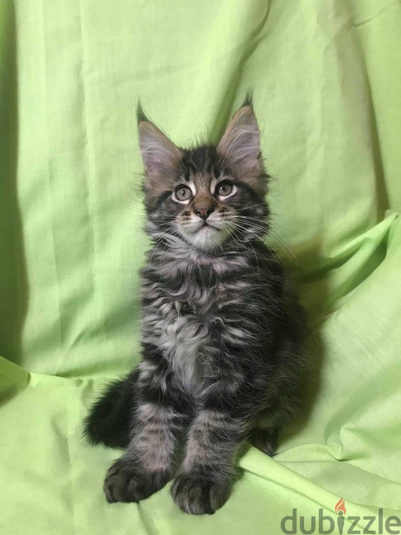 Whatsapp me +96555207281 Maine Coon kittens for sale 2