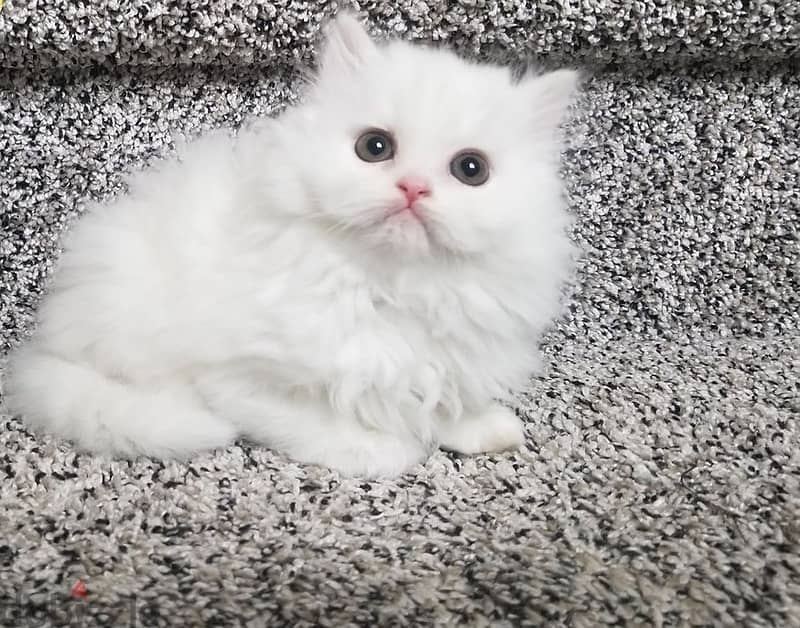 Whatsapp me +96555207281 Persian kittens for sale 1