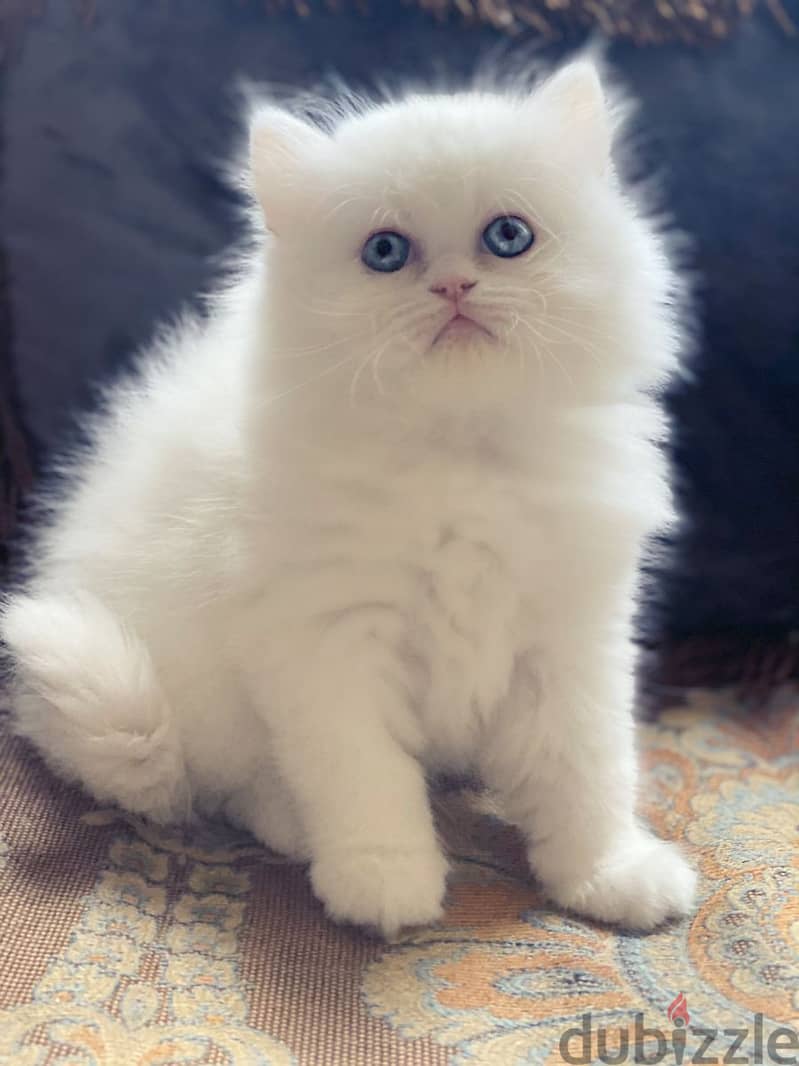 Whatsapp me +96555207281 Shirazi kittens for sale 0