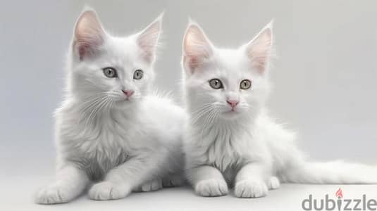 Whatsapp me +96555207281 Turkish Angora Kittens for sale