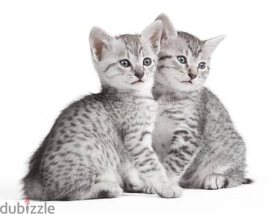 Whatsapp me +96555207281 Egyptian Mau kittens for sale