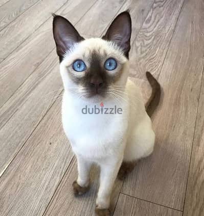 Whatsapp me +96555207281 Tonkinese kittens for sale