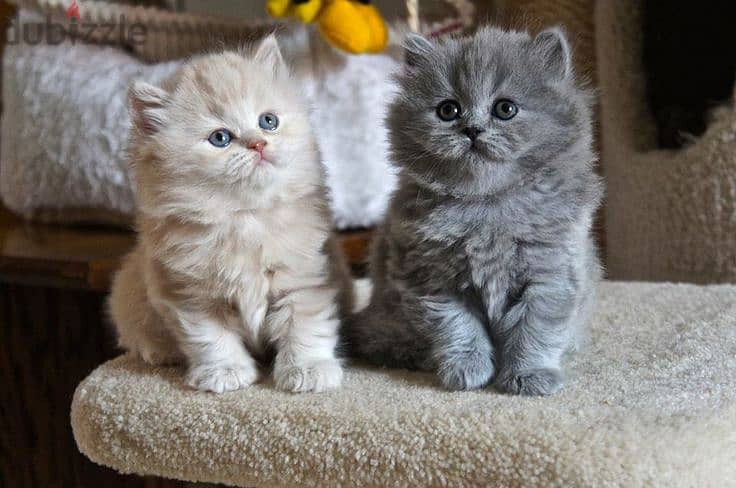 Whatsapp me +96555207281 British Long hair kittens for sale 0