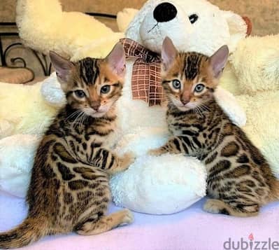 Whatsapp me +96555207281 Bengal Kittens for sale