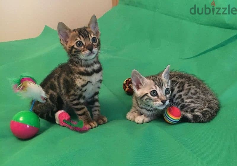 Whatsapp me +96555207281 Bengal Kittens for sale 3