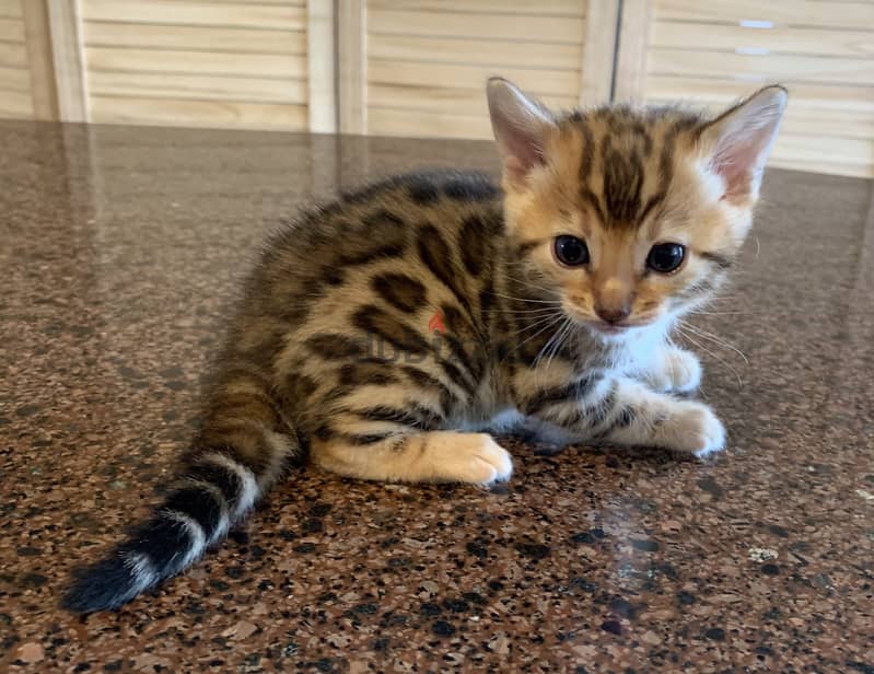 Whatsapp me +96555207281 Bengal Kittens for sale 4