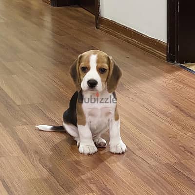 Beagle Puppy