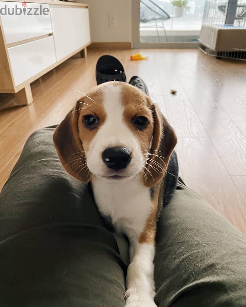 Beagle Puppy 1