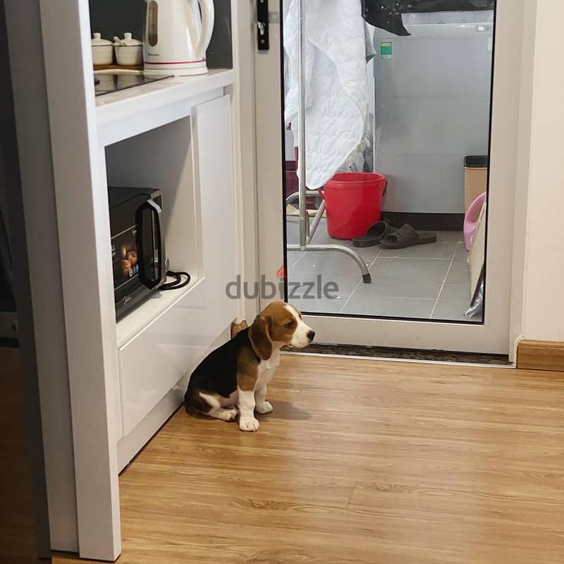 Beagle Puppy 2