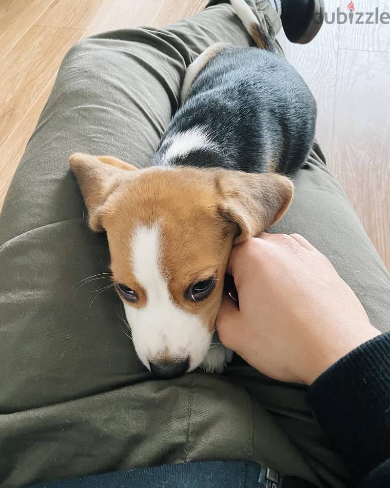 Beagle Puppy 3