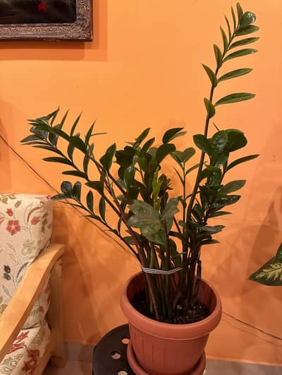 Indoor Plants