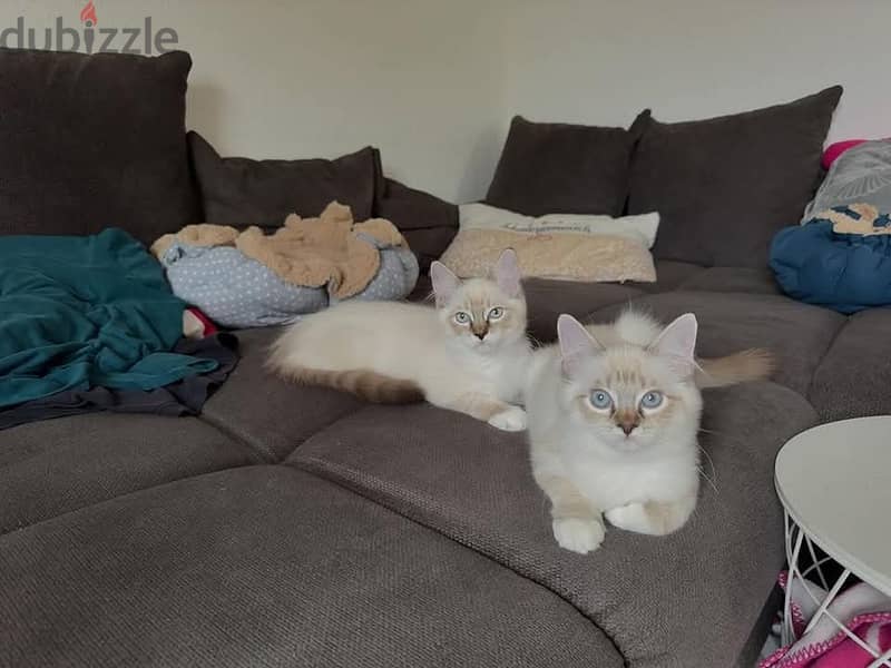 Ragdoll kittens 0