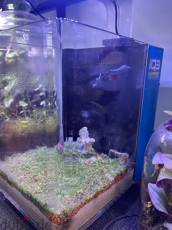 2 planted aquarium for sale. 5